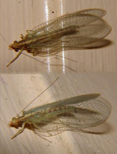 Chrysoperla sp.